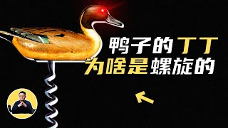 鸭子：为何进化出螺旋形的“作案工具”？太残暴了！动物界最暴力两性关系，繁殖季时全靠强迫！一起聊聊鸭子的秘密