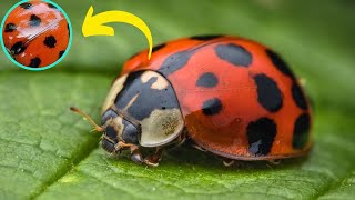 Nature's Palette: The STUNNING Colors of LADYBUGS | The Factopia