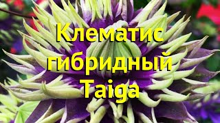 Клематис гибридный Тайга. Краткий обзор, описание характеристик, где купить саженцы clematis Taiga