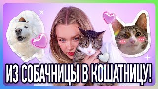 МОЙ ОПЫТ СОДЕРЖАНИЯ И ВОСПИТАНИЯ КОТИКА И СОБАКЕНА