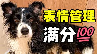 边牧洗澡真省事：让甩毛就甩毛，全程保持优雅｜西卡船长