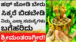 ಹಥ್‌ ಜೋಡಿ ಬೇರು ಸಿಕ್ಕಿದರೆ ಬಿಡಬೇಡಿ ಶ್ರೀಮಂತರಾಗ್ತೀರ! hatha jodi miracle in astrology