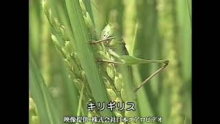 鳴くキリギリス【伊丹市昆虫館】