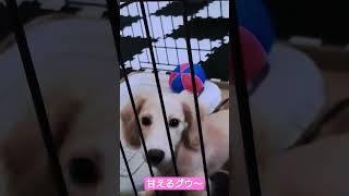 【ミニチュアダックスフンド】グウ甘える😍　子犬成長記録