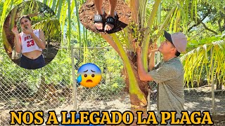 Mira lo Que Haremos Ahora donde Niña Antonia🤗 Le Llegó Plaga a Sus Palos de Coco🤯