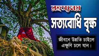 রহস্যময় সত্যবোধি বৃক্ষ কেন এত গুরুত্বপূর্ণ | নাইক্ষ্যংছড়ি প্রজ্ঞামিত্র অরণ্য বিদর্শন ভাবনা কেন্দ্র