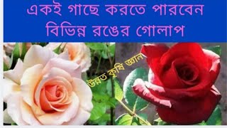 একই গাছে তৈরি করুন বিভিন্ন রঙের গোলাপ, HOW TO CARE OF VARIETY COLOURS OF ROSE FROM SINGLE  PLANTS.