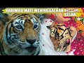 Harimau Paling Dihormati