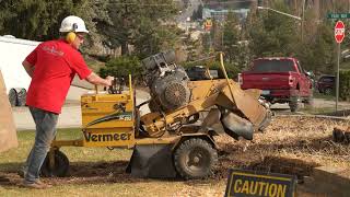 Pine Valley Tree Service Stump Grinding and Removal - Fast, Affordable, and Professional