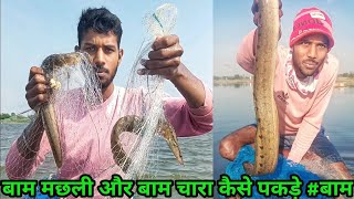 बाम मछली पकड़ने का तरीका और चारा | How To Catch Big Baam Fish in river | bam fish catching