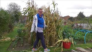 Vivi's Kitchen Garden 53: Harvesting the Flint corn and feeding the birds.