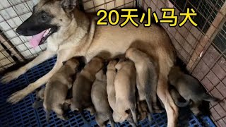 刚满20天的小马犬，争先恐后抢奶喝，互不相让场面太好看