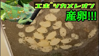 エボシカメレオンの産卵