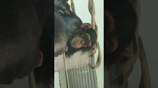 草夏＊③チンパンジー・モコイチくん・沖縄こどもの国・・・Chimpanzee ・Okinawa Zoo \u0026 Museum(20230526)