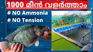 1000 മീൻ ടെൻഷൻ ഇല്ലാതെ വളർത്താം | Low cost Fish Farming and Azolla Farming No Ammonia Malayalam 2020