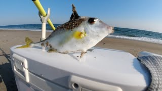 夏の表浜堀切海岸 サーフで投げ釣り