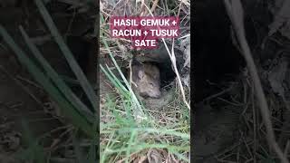 Tips Basmi Tikus Sawah HASIL - Cek Vidio Caranya di Chanel ini. #petani #tikussawah #hamapadi