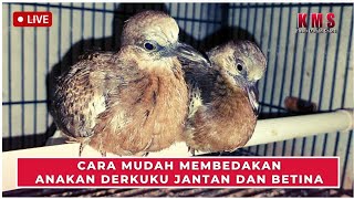 CARA MUDAH MEMBEDAKAN ANAKAN DERKUKU JANTAN DAN BETINA