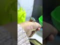 救命！它真的好像一个小宝宝啊！ 树蛙 爬宠 treefrog reptiles 雨林缸 paludarium