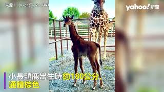 世界唯一無斑紋長頸鹿誕生 全身棕色超獨特｜Yahoo Hong Kong