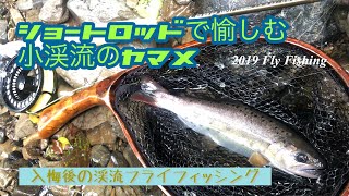 入梅後の小渓流をショートロッドで。　2019/フライフィッシング