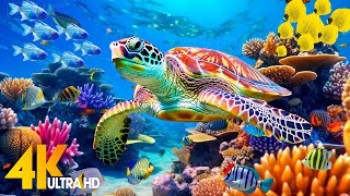 Ocean 4K - Sea Animals for Relaxation, Beautiful Coral Reef Fish in Aquarium (4K Video Ultra HD) #86