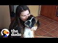 Skinny Shelter Dog Has The Happiest Transformation | The Dodo Foster Diaries