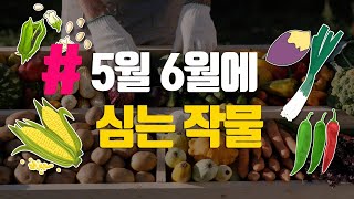 5월 6월에심는작물 옥수수 고구마 참깨 대파 고추 심는시기