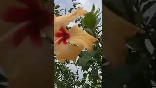 ମନ୍ଦାର ଫୁଲ ❤️😍#status #beautiful #nature #song #flower #chinarose #hibiscus