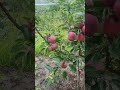 jeromine apple variety size ready to harvest heavy rainfall shorts youtubeshorts jeromine