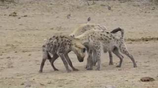 Spotted Hyenas - strange behaviour at waterhole