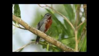 caboclinho-de-peito-castanho (Sporophila castaneiventris)