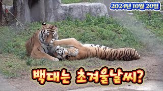 백대는 초겨울날씨?(2024.10.20.전반부)(봉화sun)(호랑이숲)