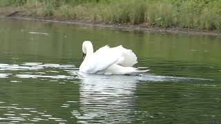 Swan attack Canada goose with Chicks / Schwan attackiert Kanadagans mit Küken Ludwigshafen