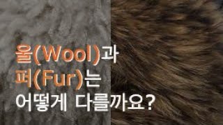 울(Wool)과 퍼(Fur)는 어떤 차이가 있을까요? 울(Wool) vs 퍼(Fur) vs 헤어(Hair)