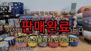 4월 3일 [판매완료] 💕여러분이 좋아 하시는 가성비 좋은 #다나분 이 왔습니다 거기에 선물까지 있다네요~^^ #승주네화분