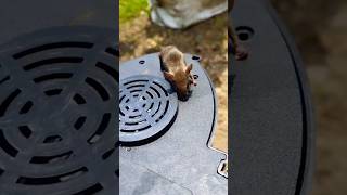 Rat Trap 🐀🪤🐀#youtube #trending #youtubeshorts #viral #shortvideo #subscribe #share #shorts #short🙏