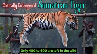 Sumatran Tiger: A Critically Endangered Tiger Subspecies