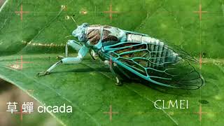 草 蟬 cicada: Mogannia hebes