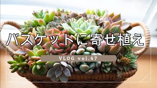 【多肉】カゴに寄せ植え VLOG vol.47