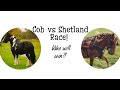 BLACKJACK THE COB VS RUBY THE SHETLAND: WHO WILL WIN? | KM Carriage Driving