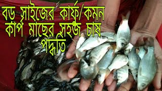 কম খরচে কিভাবে কমন কার্প/কার্ফু চাষ করে কোটিপতি হতে পারবেন। তা এক নজরে দেখে নিন/ফোন:০১৭৪১৮৪৯৪৭০