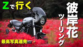 【Z900RS 50th】カスタムバイクで行く、彼岸花フォトツーリング！