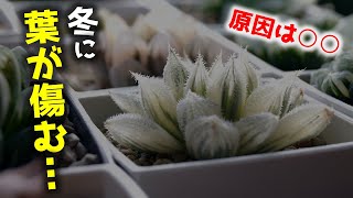 冬に○○は危険？葉を美しく保つためのポイント【多肉植物ハオルチア】