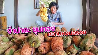 จำปาดะ ยุมทอง  หวานหอมอร่อยมาก Champada fruit thai