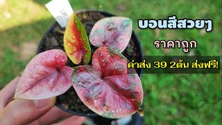 แบ่งปันบอนสีรอบนี้ทั้งสวยทั้งถูกใครยังไม่มีรีบมาจัดไปครับ|เบิดชัย บอนสี