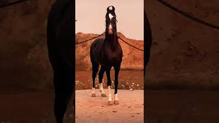 #music #trendingvideo #stallion #horselover #horseriding #shonkijatt