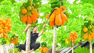 Harvest Taiwanese Papaya Garden - Make Papaya Fried Cakes Go to the market to sell - AlmaDailyLife