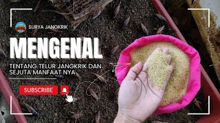 MENGENAL TENTANG TELUR JANGKRIK DAN SEJUTA MANFAATNYA