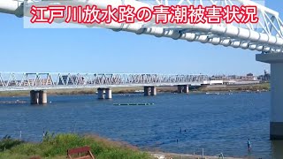 【青潮】【江戸川放水路】被害状況調査【10/6】